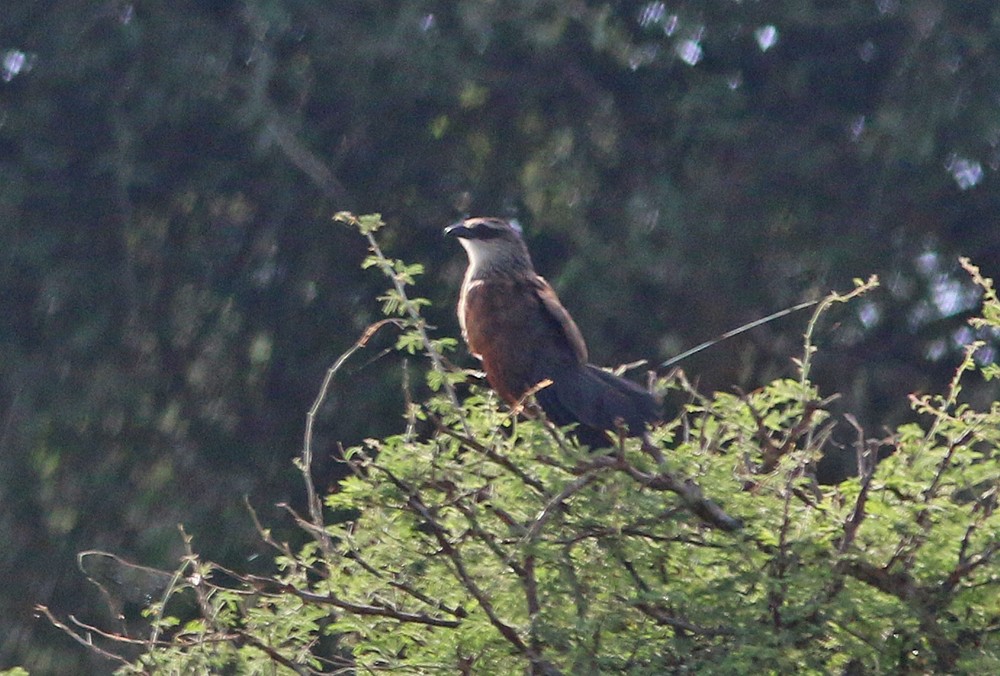White-browed Coucal - Corey Finger