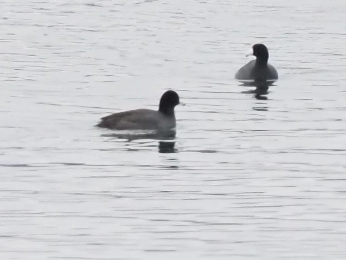 American Coot - Alan MacEachren