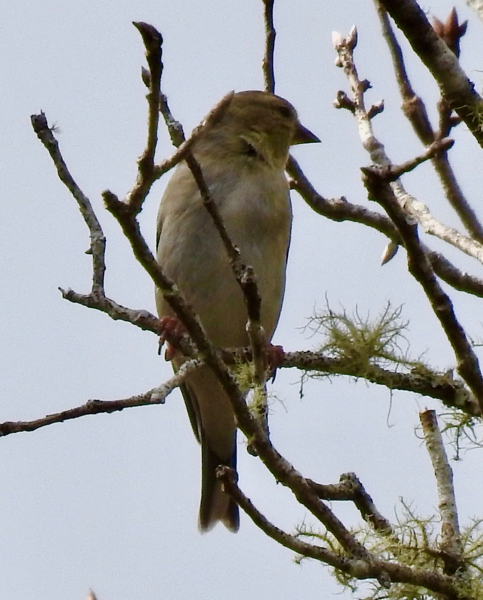 American Goldfinch - ML301294231