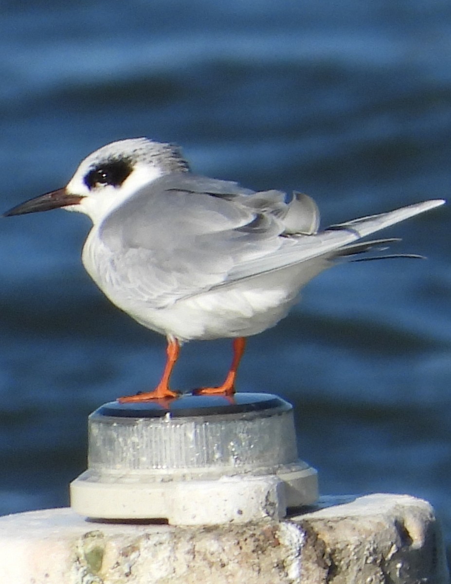 Forster's Tern - ML301295221