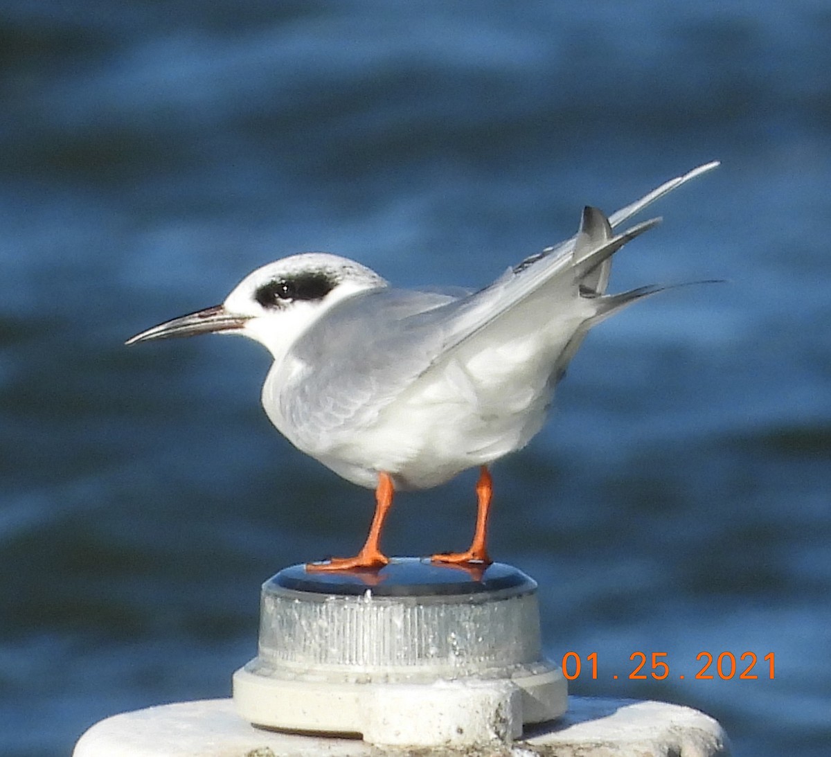 Forster's Tern - ML301295281