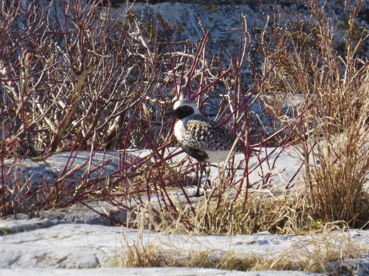 Black-bellied Plover - ML30129541