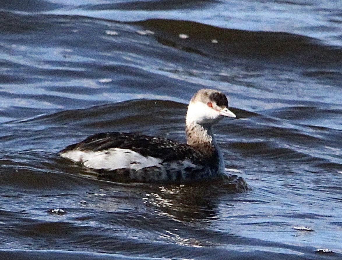 Horned Grebe - Ioa Byrne