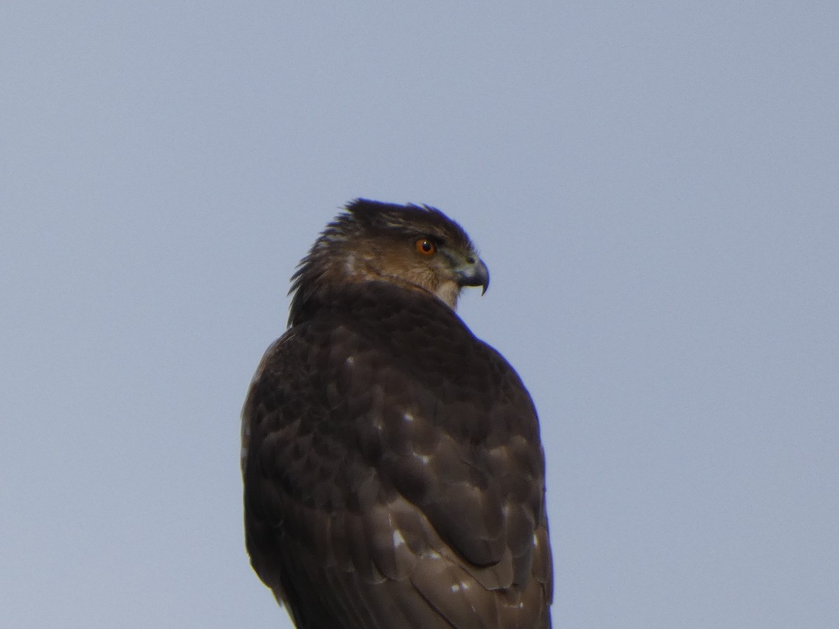 Cooper's Hawk - Anonymous