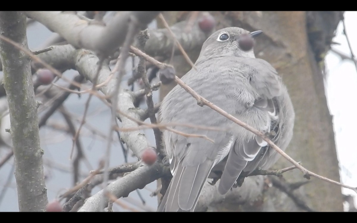 Townsend's Solitaire - ML301298801