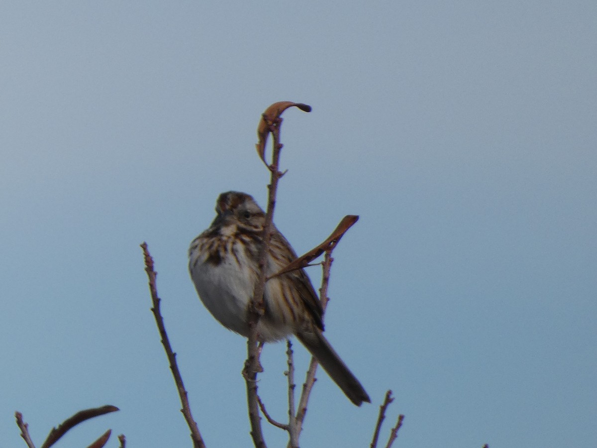 Song Sparrow - ML301299471