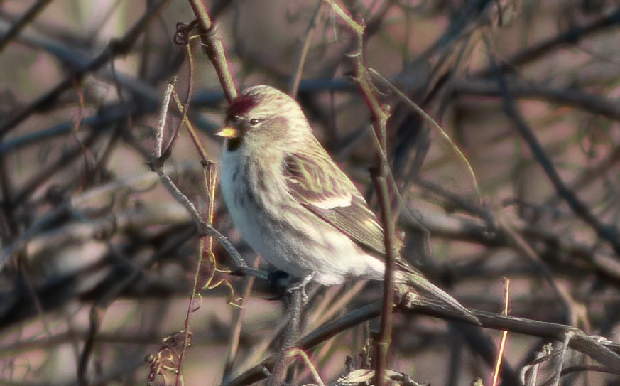 Redpoll (Common) - Kalpesh Krishna