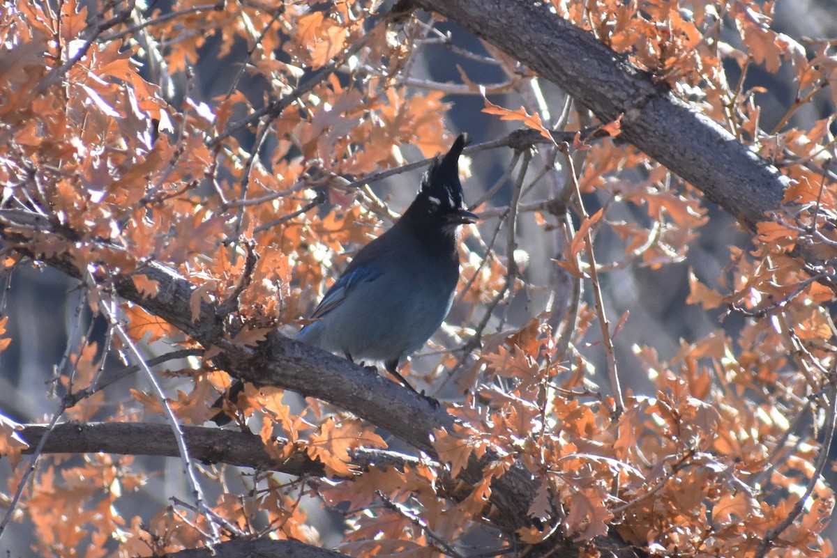 Steller's Jay - Claire H