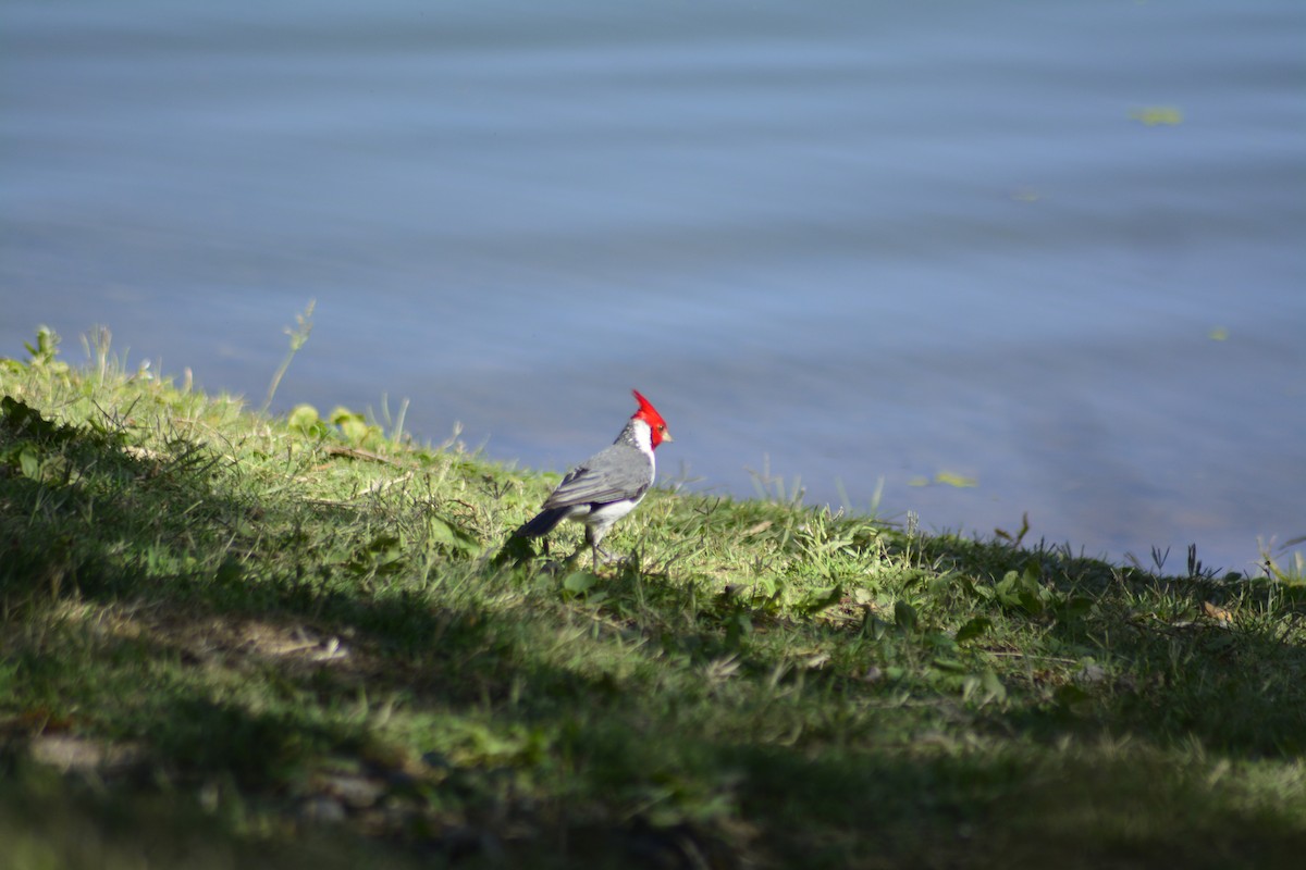 Red-crested Cardinal - ML301300061