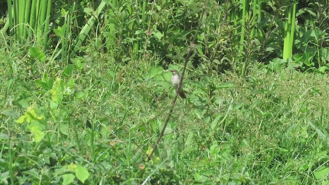 Yellow-chinned Spinetail - ML301300801