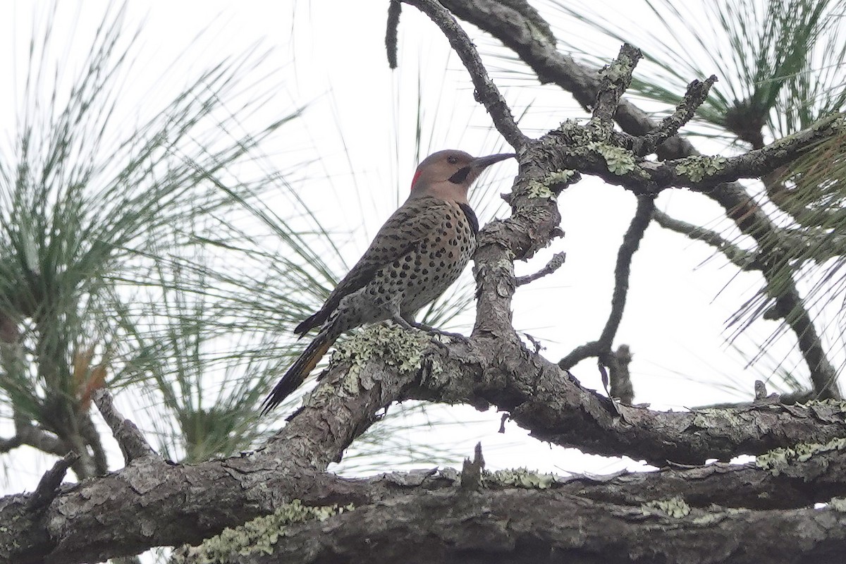 Northern Flicker - ML301300891