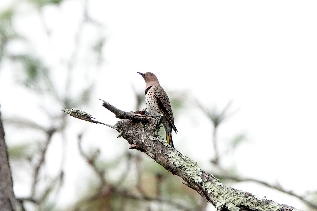 Northern Flicker - ML301300991