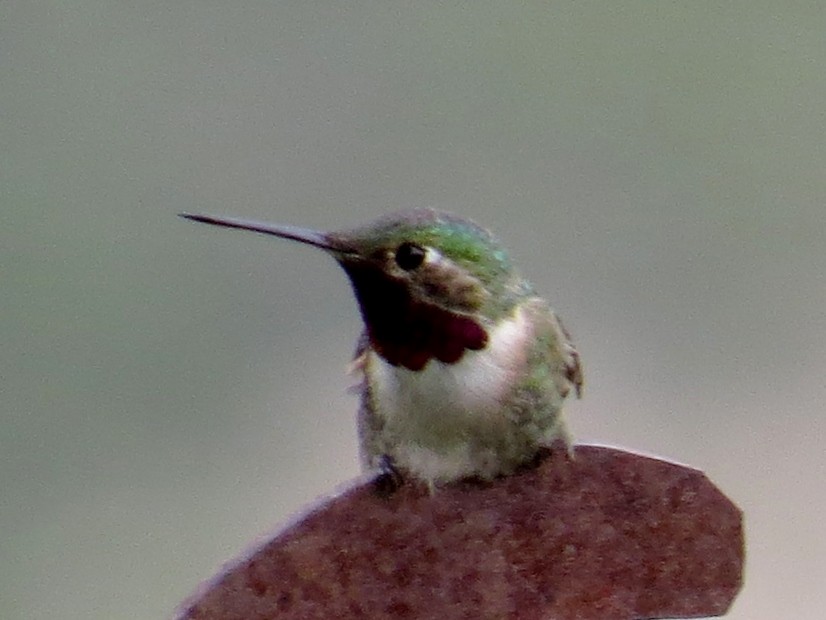 Broad-tailed Hummingbird - JoAnn Potter Riggle 🦤