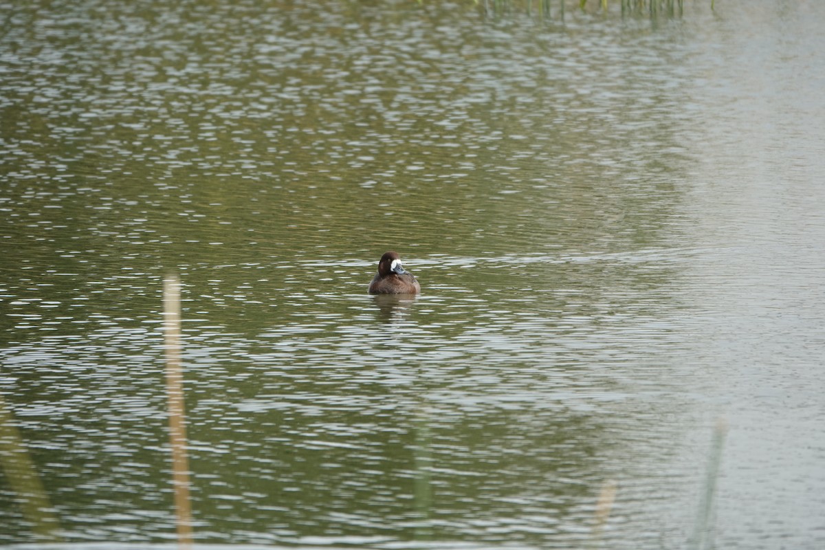 Greater Scaup - ML301301551