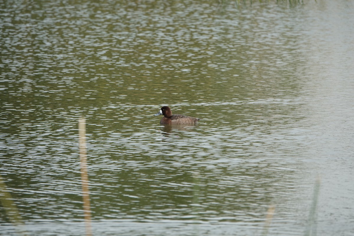 Greater Scaup - ML301301581