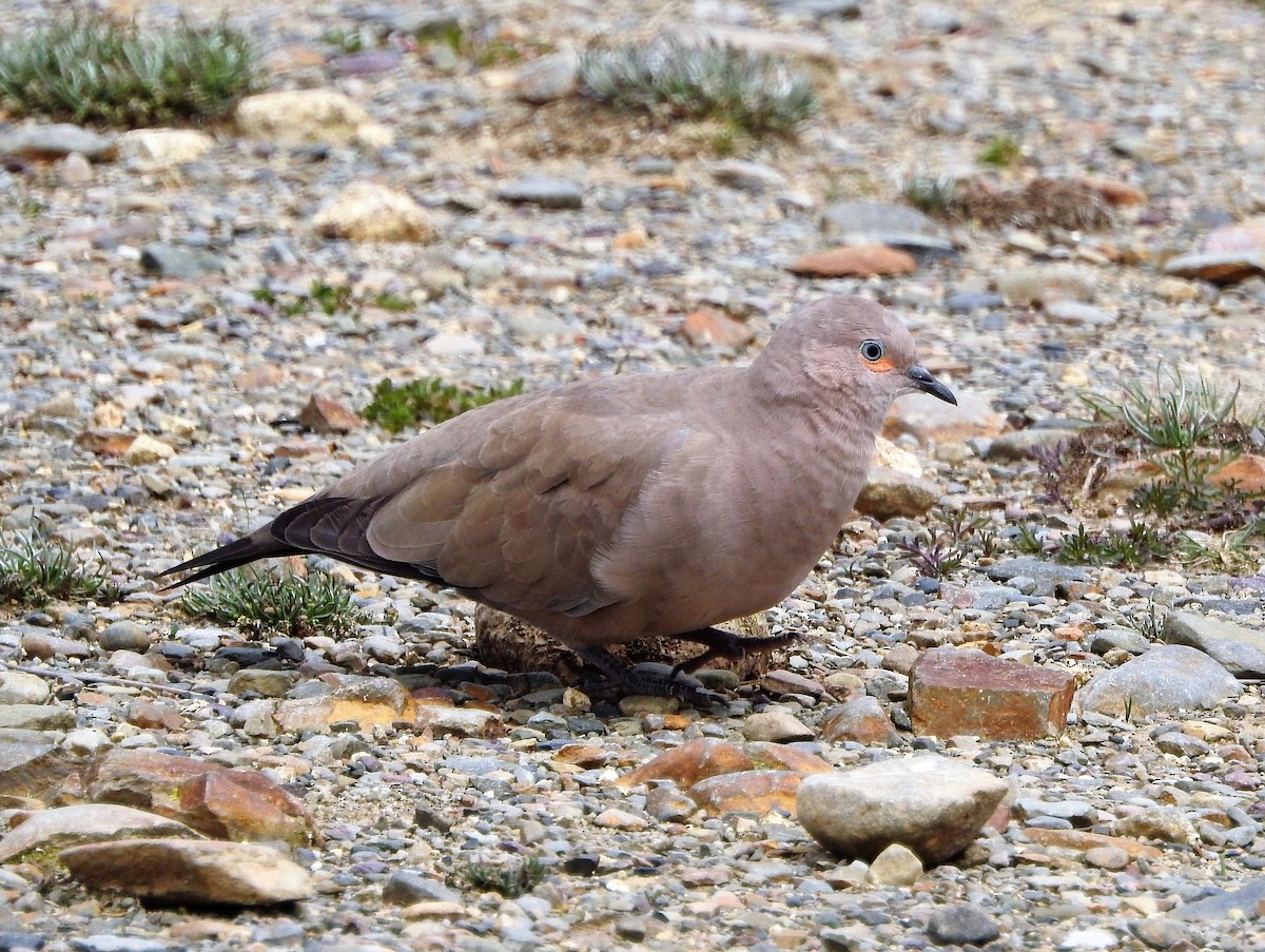 Weißbugtäubchen - ML301302131