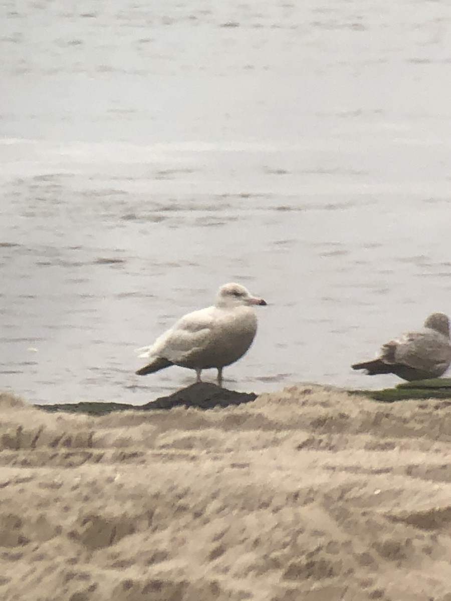 Glaucous Gull - ML301302301