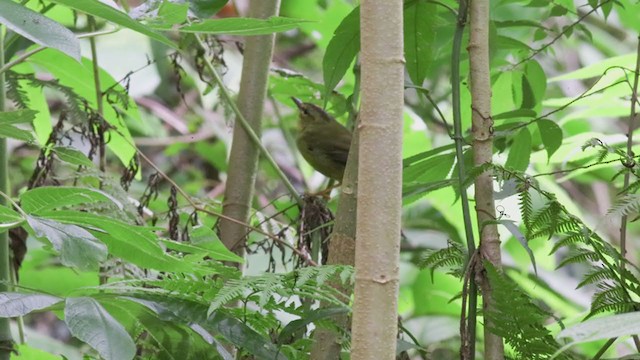 Two-banded Warbler - ML301303151