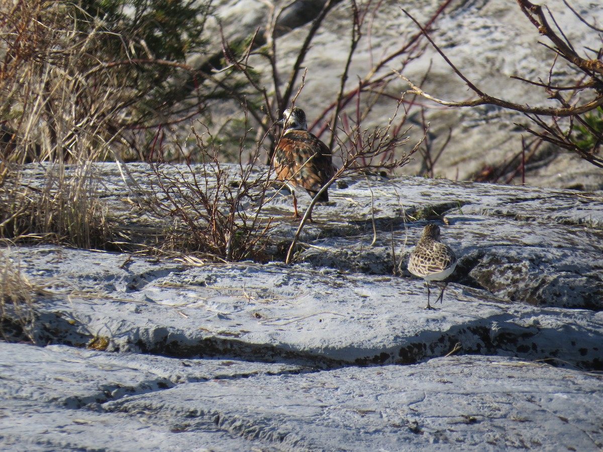 Ruddy Turnstone - ML30130501