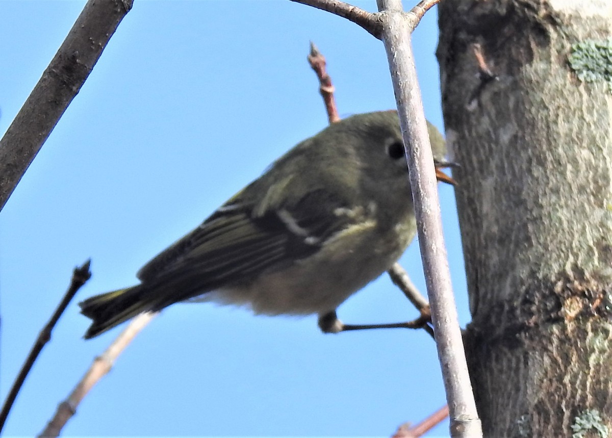 Ruby-crowned Kinglet - ML301305051