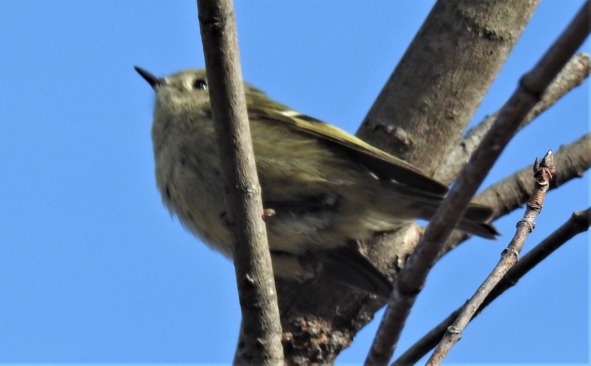 Ruby-crowned Kinglet - Lucio 'Luc' Fazio