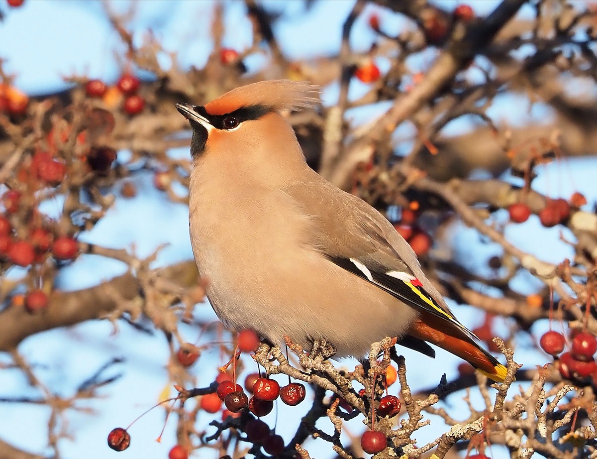 Bohemian Waxwing - Lucie Hamel