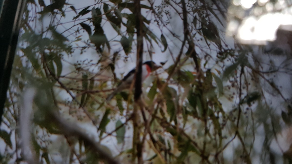 Rose-breasted Grosbeak - ML30130551