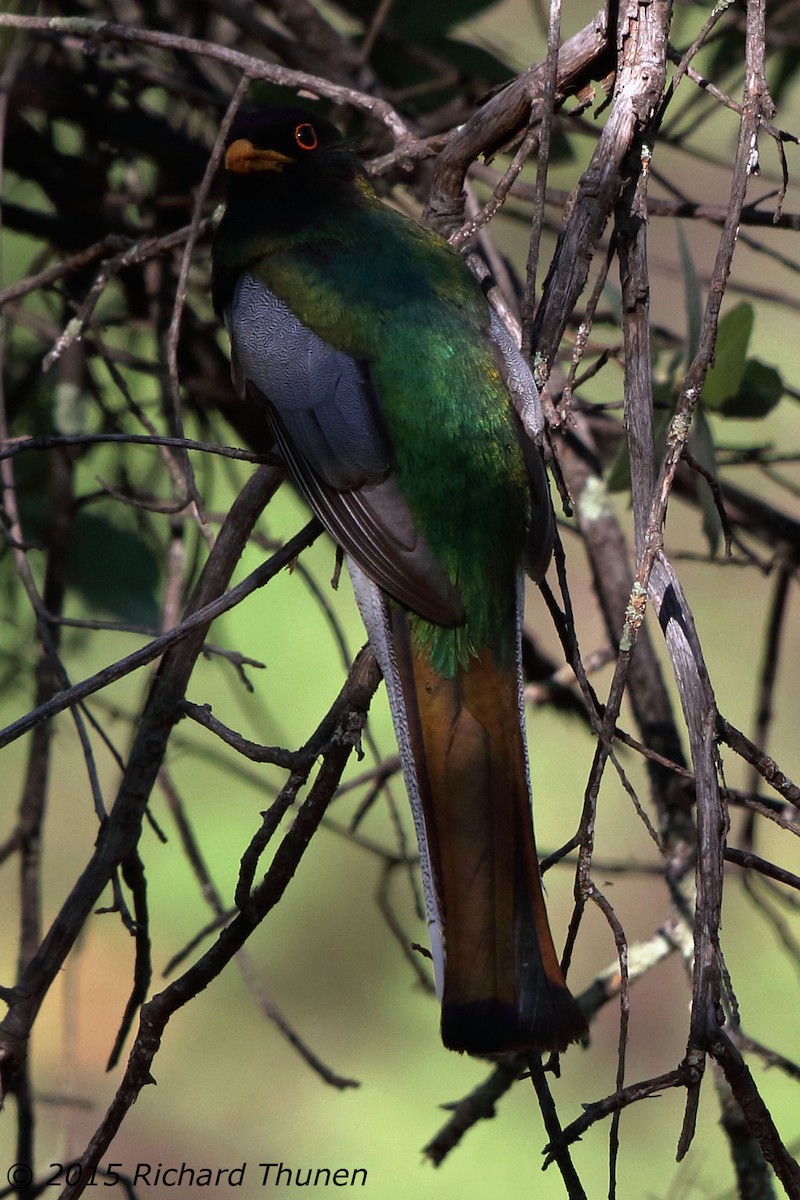 Elegant Trogon - ML301306391