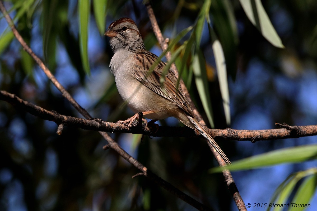 Rufous-winged Sparrow - ML301306701