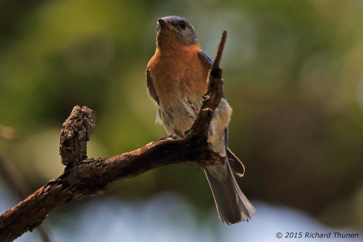 Eastern Bluebird - ML301307071