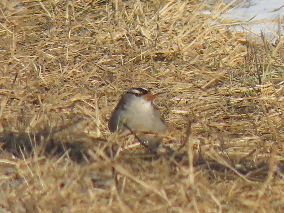 Bruant à couronne blanche - ML301307821