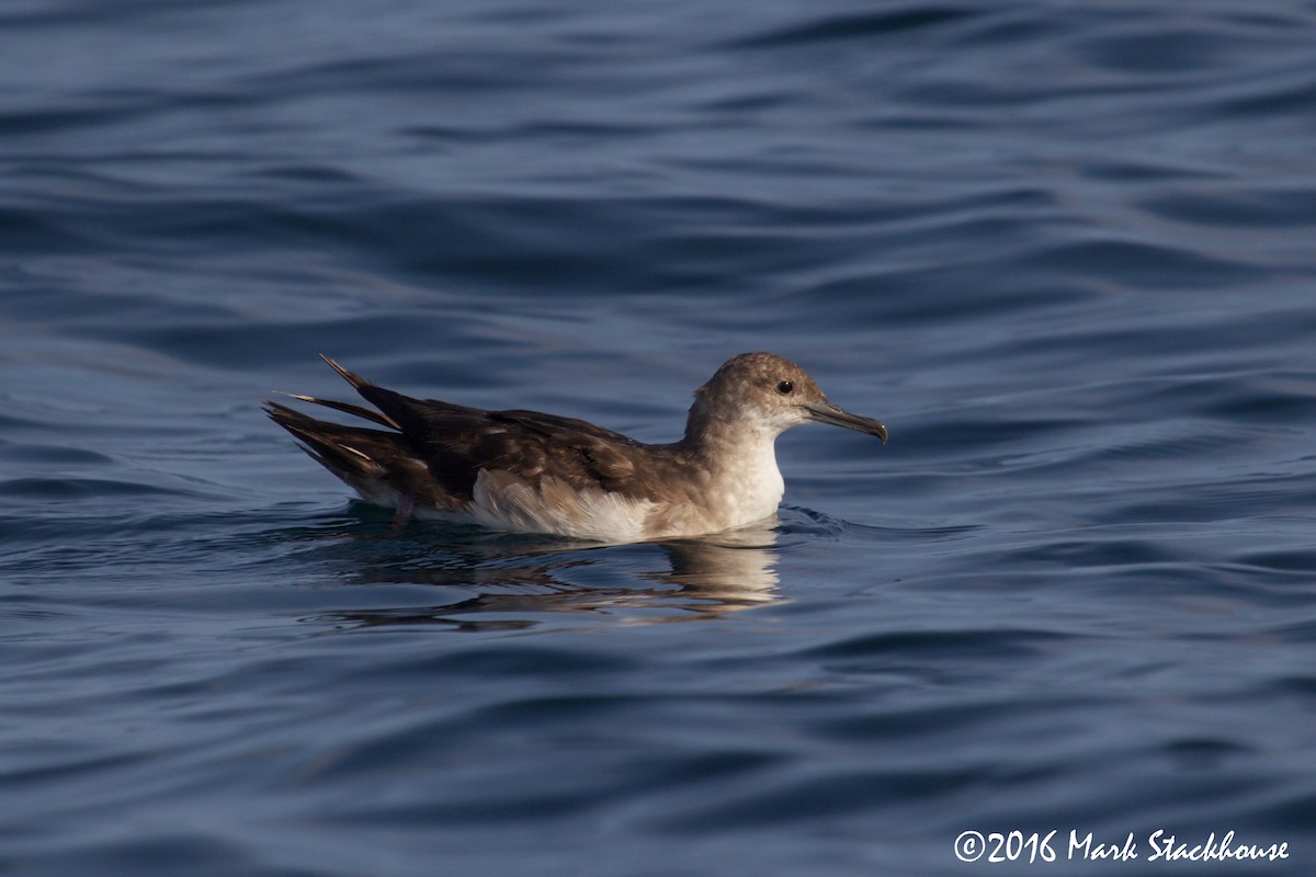 Black-vented Shearwater - ML30131141