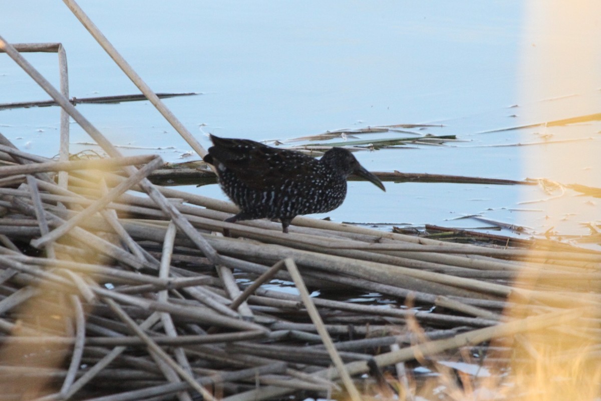 Spotted Rail - ML301311631
