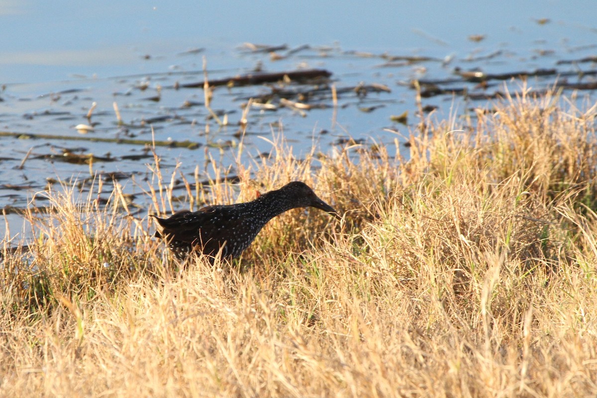 Spotted Rail - ML301311641