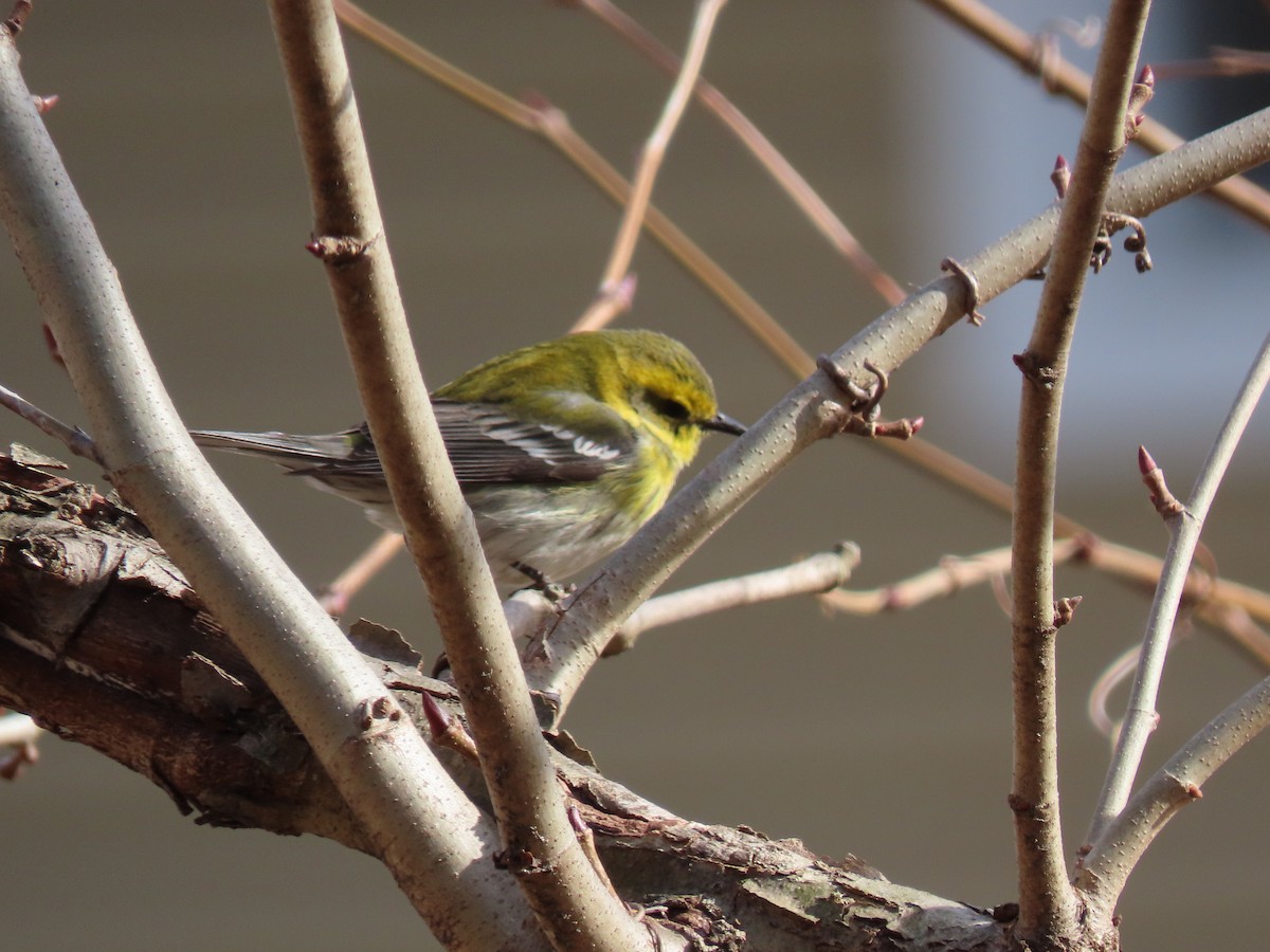 Townsend's Warbler - Alan Boyd