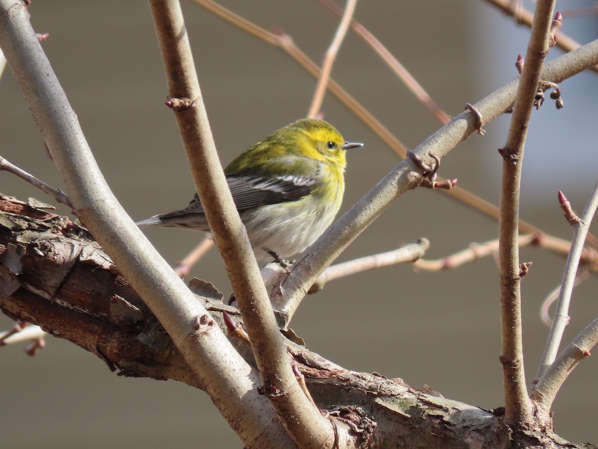 Townsend's Warbler - ML301312621