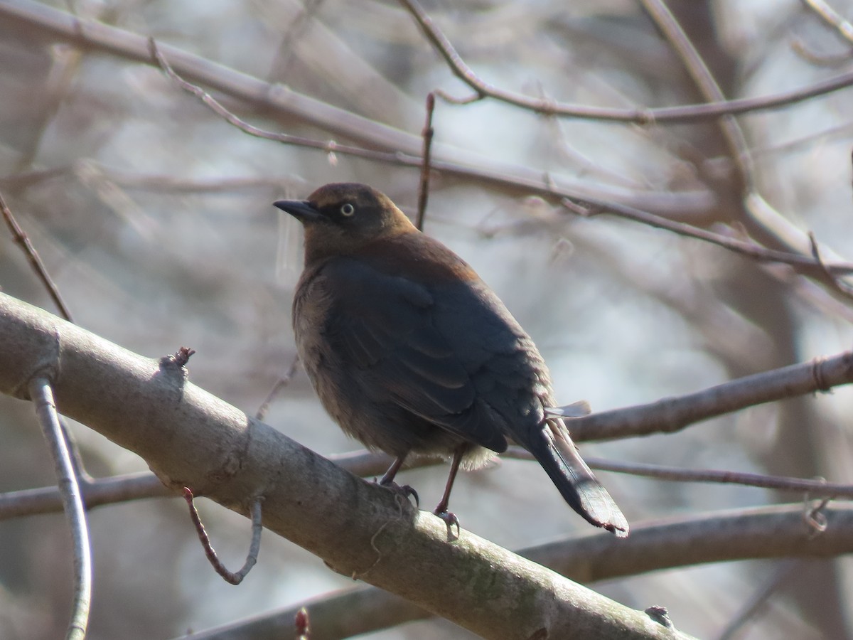 Rusty Blackbird - ML301312831