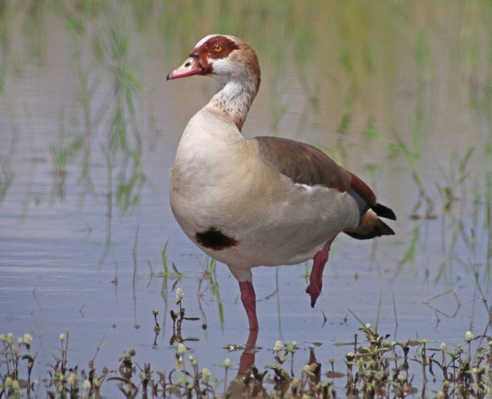 Egyptian Goose - ML301314631