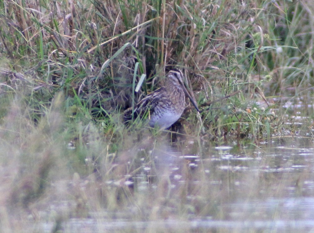 African Snipe - ML301315621