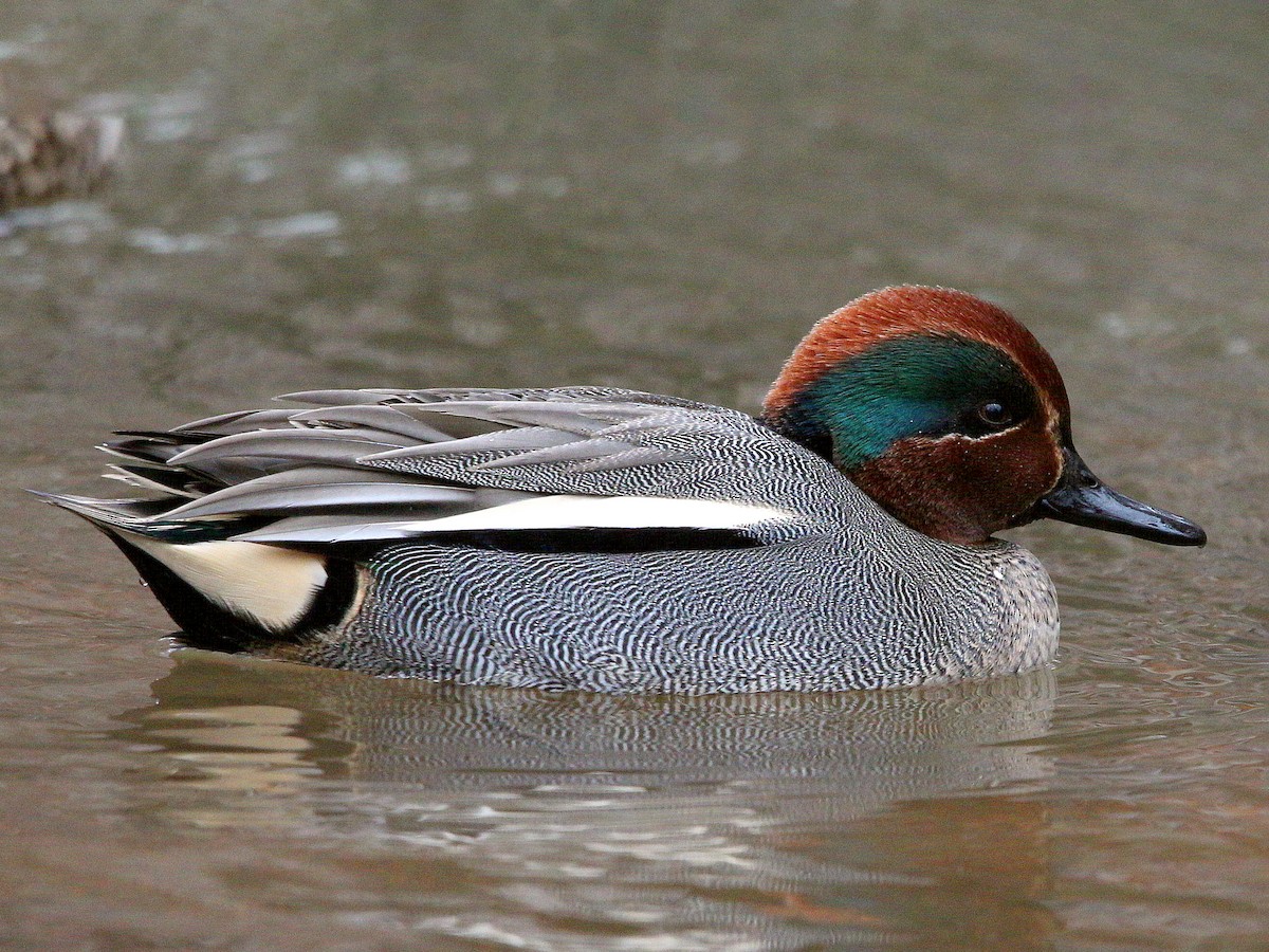 Male (Eurasian)