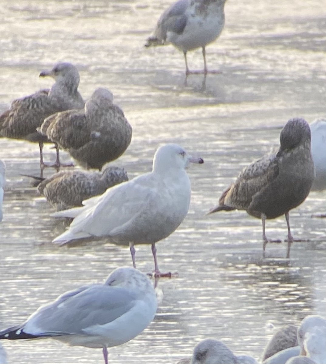 Glaucous Gull - Kyle Bardwell