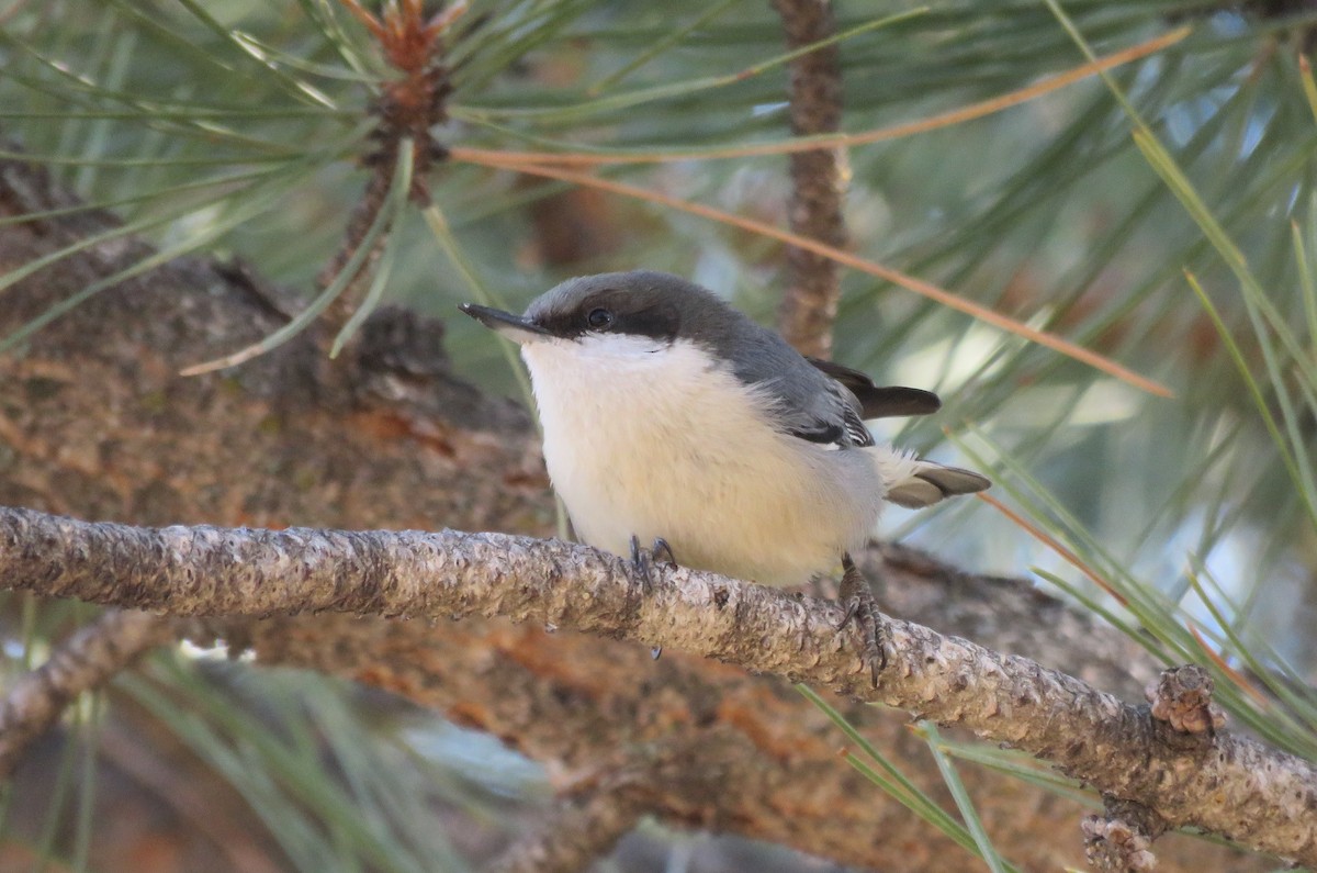 Pygmy Nuthatch - Kadynn Hatfield