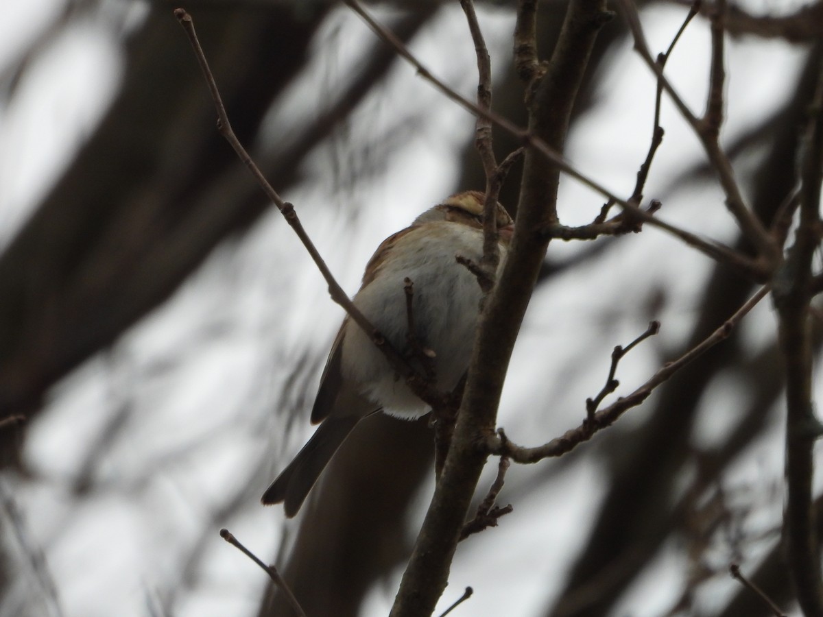 Chipping Sparrow - Benjamin  Miller