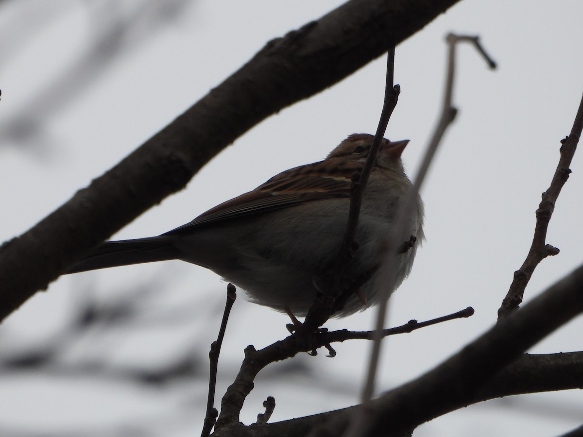 Chipping Sparrow - ML301320411