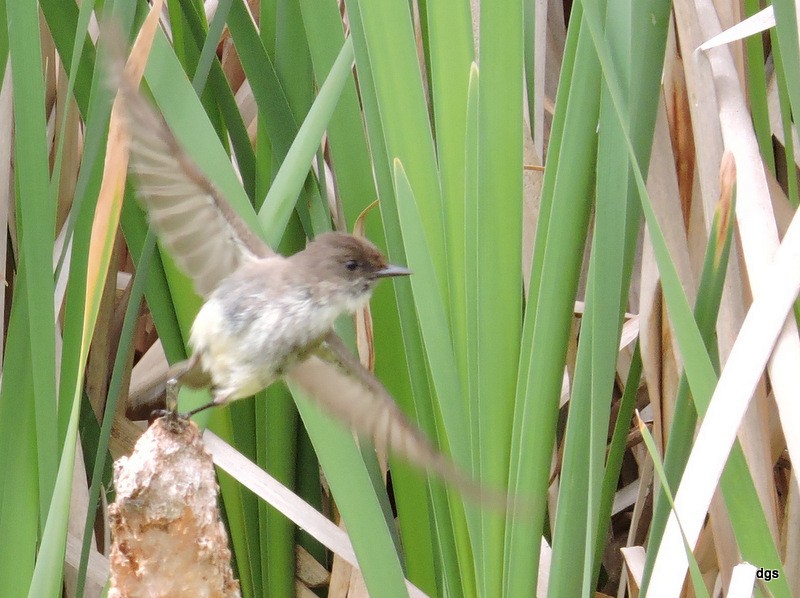 Eastern Phoebe - ML30132071