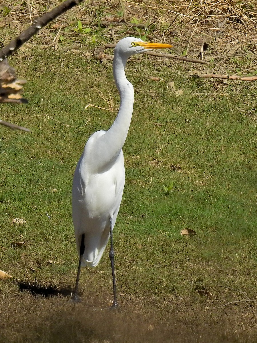 Great Egret - Steve Edwards