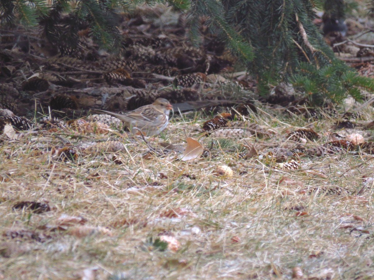 Harris's Sparrow - ML301321771