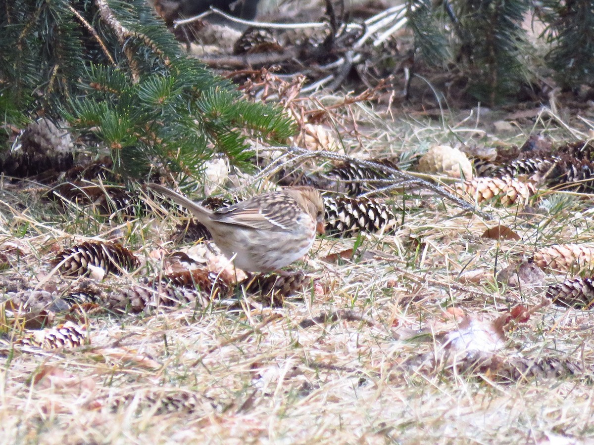 Harris's Sparrow - Ken Orich