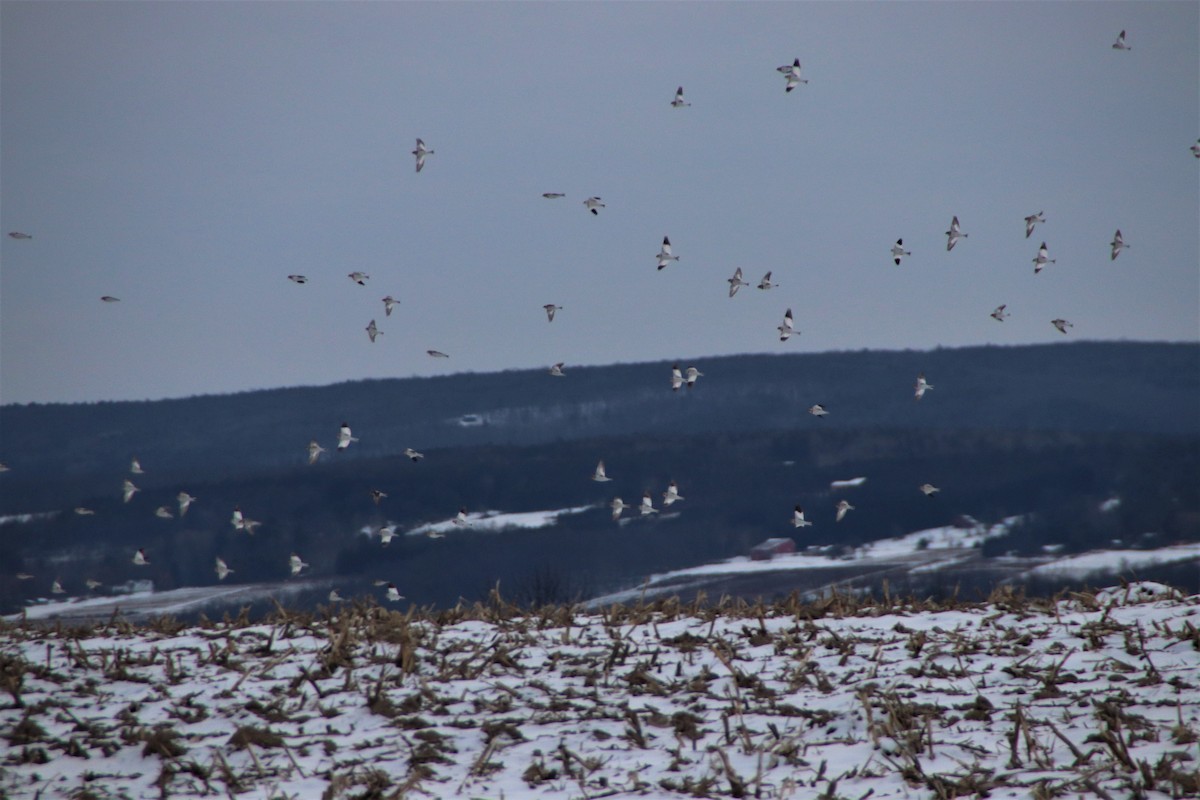 Цасч хөмрөг - ML301322651