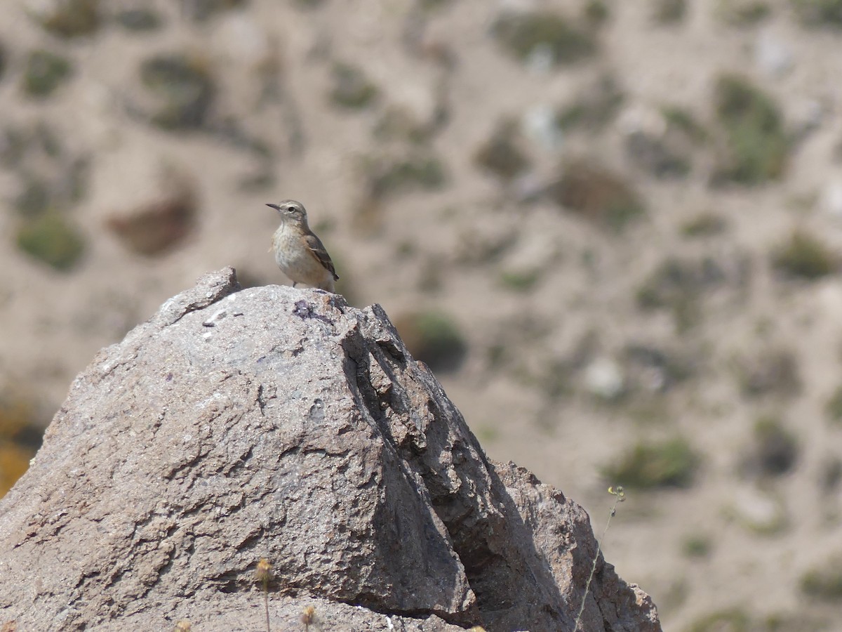 Rufous-banded Miner - ML301323181